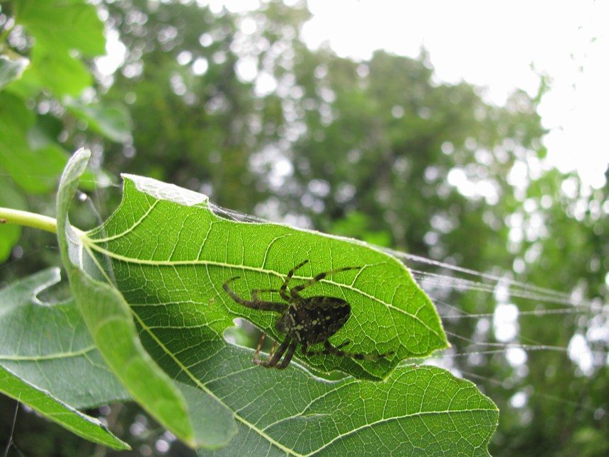 Araneus diadematus